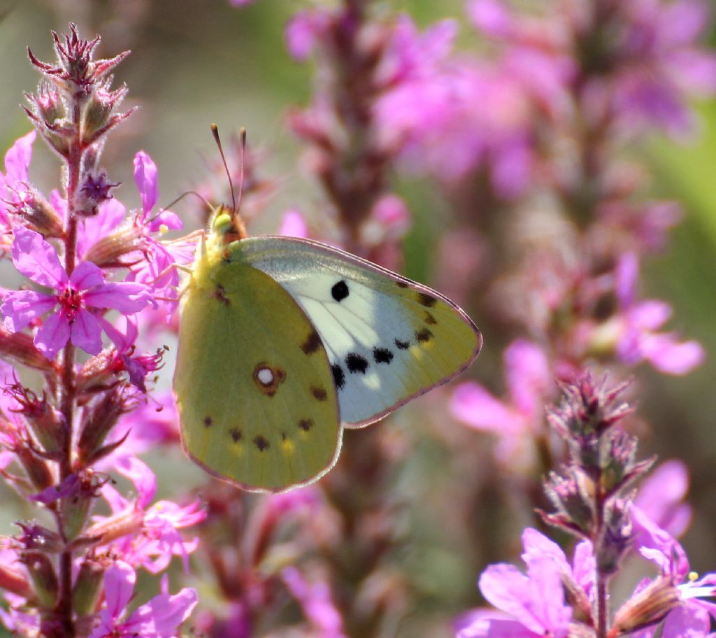 Colias crocea femmina? S